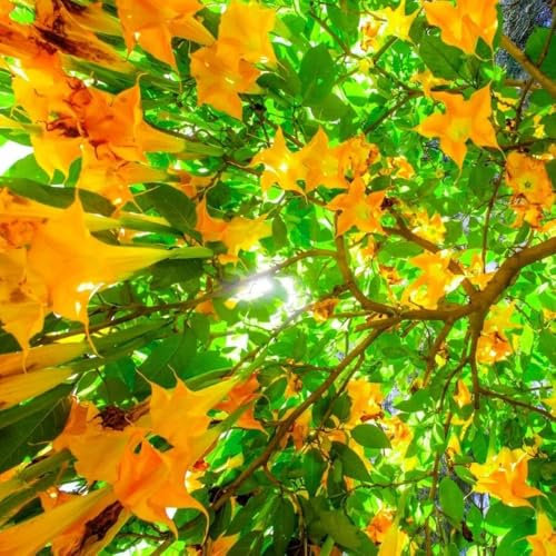 engelstrompete pflanze samen、 blumen garten、pflanzen für sonnige plätze blumensamen mehrjährig winterhart garten pflanzen、wohnzimmer deko blumensamen geschenk、pflanzen für draußen 150pcs