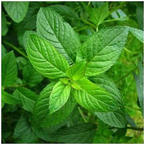 Menthe Poivrée Graines De Menthe Poivrée Biologiques Sans Ogm