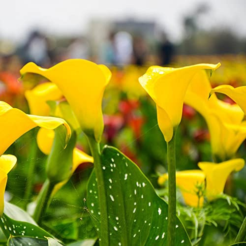 bulbi di calla Zantedeschia aethiopica giardino roccioso arredamento del soggiorno d'appartamento esotiche decorazioni per esterni resistenti 3pcs