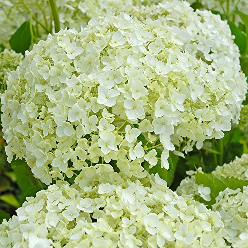 Hydrangea Arborescens 'Annabelle' 12 Litre Pot x 1 by Thompson and Morgan
