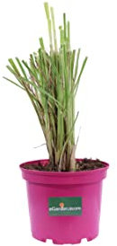 Pianta di Erba della Pampas Cortaderia Selloana pianta da esterno graminacea ornamentale pianta vera venduta da eGarden.store (Rosea v.17 cm)