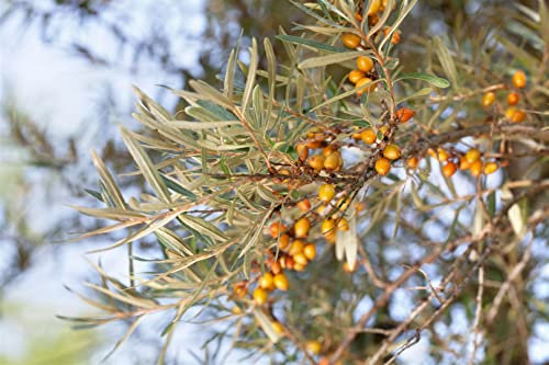 Hippophae rhamnoides 'Orange Energy' 40-60 cm – Winterhart, Mehrjährig, Pflegeleicht – Sanddorn – Heckenpflanze für Garten & Sichtschutz