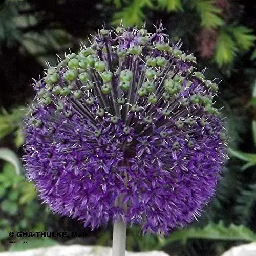 Alliumzwiebeln : Allium  PURPLE SENSATION  10 Blumenzwiebeln 10/12