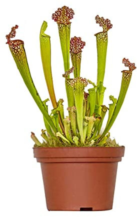 Bloomique - Sarracenia Juthatip Soper - Plante Trompette - Plante Carnivore - Plantes d’intérieur - 10-20 cm de Haut - Pot 12 cm