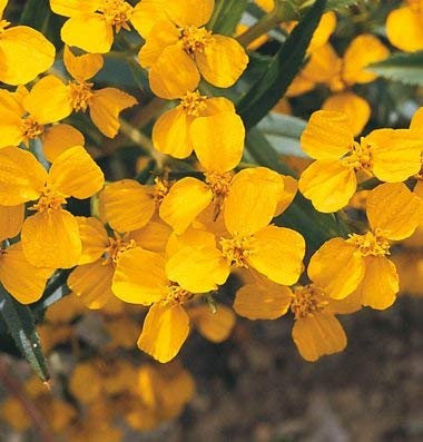 25 semi di TRM683 Inverno Dragoncello (Tagetes Lucida)
