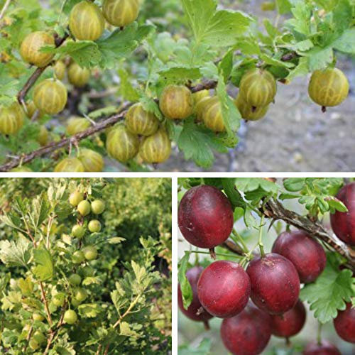 Gooseberry Giggles Collection 9cm Hardy Perennial Potted Garden Plants 3X by Thompson and Morgan (3)