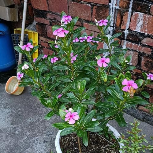 immergrün winterhart samen - Catharanthus roseus - wildblumen samen mehrjährig, pflanzen garten kübelpflanzen winterhart, pflanzen draußen exotische pflanzen winterhart, blumenstauden 400pcs