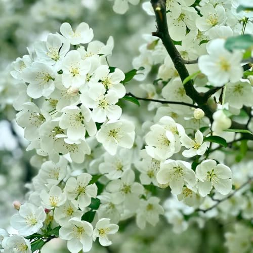 begonien, malus spectabilis, topfpflanzen draußen winterhart gartenblumen, zimmerpflanzen bodendecker 125samen