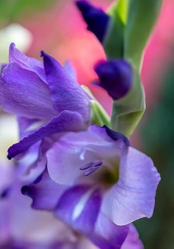 10 bulbi di gladioli lilla blu | bulbi estivi | gladiolo Blue Trophic circ. 12/14cm | MY PLANTIS