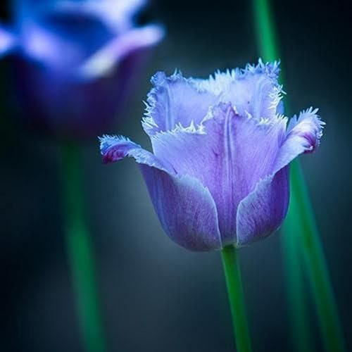 Tulipano Bulbi, Naturali, Vitali - Compatti, Robusti, Freschi-4 Bulbi-C