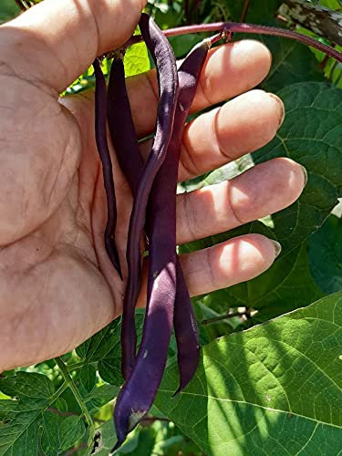 FAGIOLO MANGIATUTTO VIOLA RAMPICANTE -A COSSE VIOLETTE