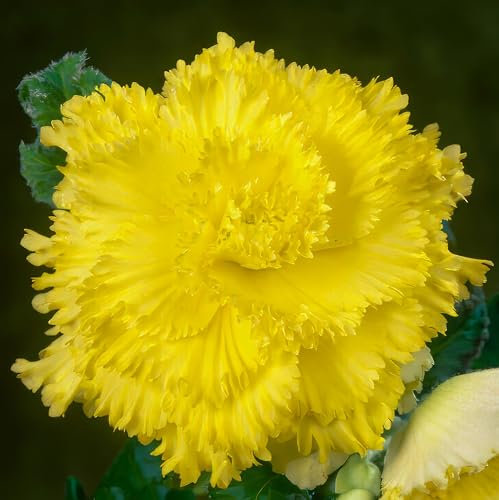 Bégonia Jaune Fimbriata, 5 bulbes de bégonia de Hollande, Véritable plante de bégonia en pot (pas de graines et pas artificiel), vivace pour pots et balcons, pas rustique.