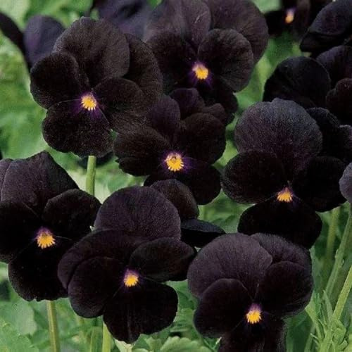 semi di viola del pensiero, rampicanti resistenti, biologici di viola del pensiero, resistenti all'esterno, ombra rustiche 150pcs