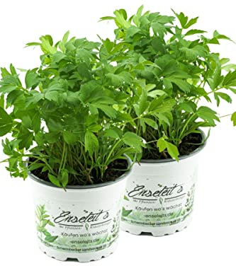 2er Set Liebstöckel Pflanze, Levisticum officinale, Maggikraut, frisch für die Küche