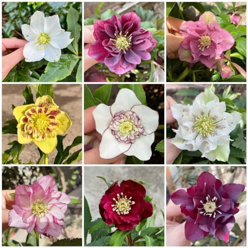 100 pcs christrose winterhart samen, blumen für balkon, bio saatgut christrosen pflanzen winterhart - Helleborus thibetanus - gastgeschenk blumensamen, balkon beet garten pflanzen,