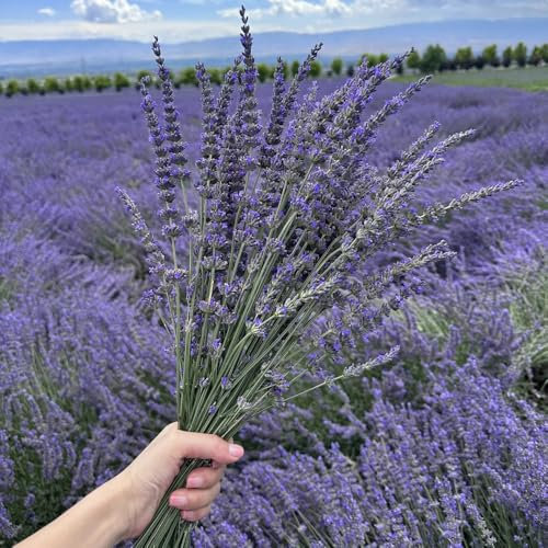 lavendel samen, lavendelsamen gartensamen Seltene Pflanzen Serie blumensamen lavendelblüten schnittblumen samen exotische pflanzen garden saatgut minigarten Duftend wildblumen 100pcs