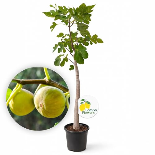 LEMON FLOWERS | Feigenbaum 'Madeleine de deux Saison' 140cm-160cm – Ficus Carica Winterhart bis -18°C – Selbstbefruchtend – Doppelte Ernte – Essbare Feigenpflanze Kaufen