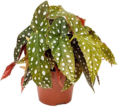 Begonia Ala Ángel Planta de Interior Begonia Maculata