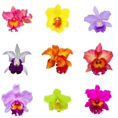 cattleya orchidee pflanze samen, balkonpflanzen, bodendecker winterhart mehrjährig samen balkongewächshäuser, garten blumen garten, winterharte kübelpflanzen samen zimmerpflanzen, 125pcs