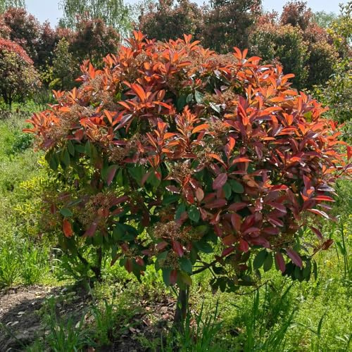 Semillas de Photinia red robin - seto - arbustos rápido crecimiento Semillas petirrojo rojo jardín arbustos rápido crecimiento como privacidad setos 1000pcs