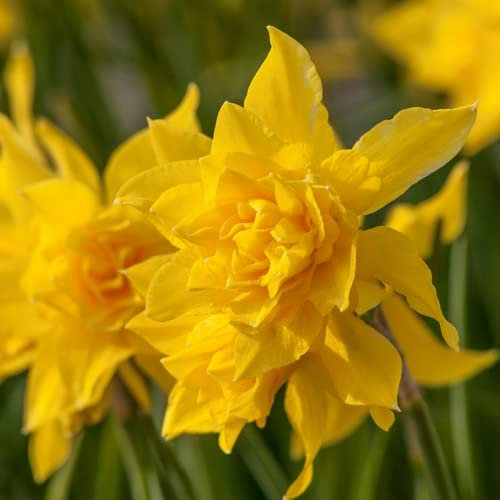 Narciso Bulbi di Narcisi Narcissus bulbi facili da piantare piantare giardini decorazioni per la casa