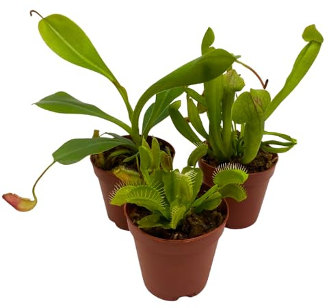 BubbleBlooms Carnivorous Plant Assortment Set, 3 Different Plant Species in 2 inch Pots