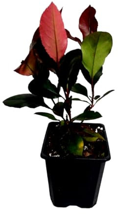 ¡¡¡ 10 Plantas !!! natural 20-30 cm, Planta natural Photinia Red Robin, fotinea, potinia. Para setos, bordes o como elemento focal en el jardín. Segura Garden.