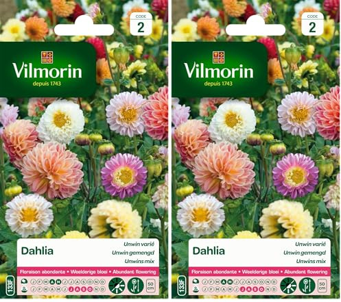 Vilmorin 5258442 Dahlia Multicolore, 50 cm (Lot de 2)