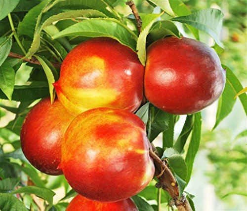 Pianta vera da frutto ALBERO DI NETTARINA SIMILE -PRUNUS PERSICA VAR. NUCIPERSICA- DAI FRUTTI GROSSI A RADICE NUDA