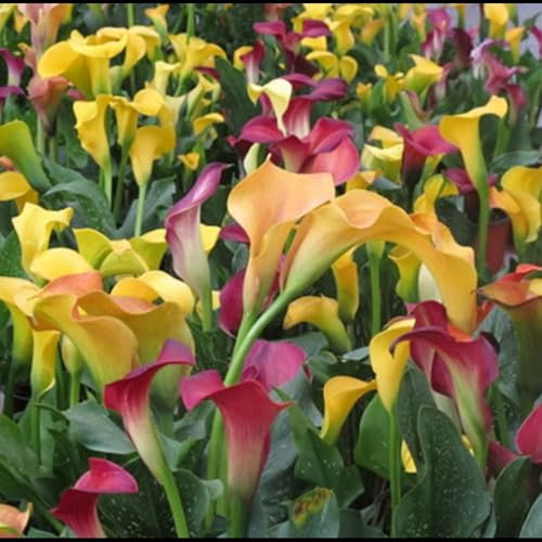 Calla Lily Bulbs,Garden Flowers,Calla Lily Bulbs for Planting Now UK,Plant Bulbs,Hardy Perennial,Wedding Flowers,Cut Flowers,Strong Plants That Grow Well-2bulbs-J