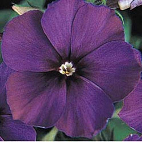 10 graines de Phlox 21'st siècle bleu annuel