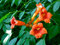 Klettertrompete Campsis radicans 'Indian Summer' Pflanze 5-10cm veredelt