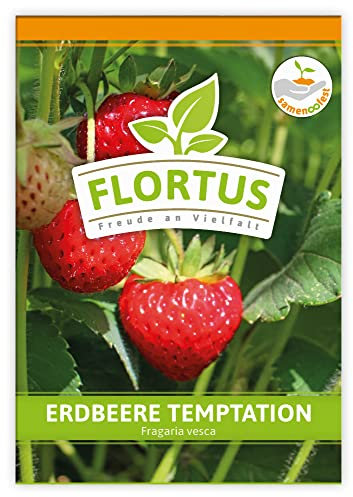 FLORTUS Erdbeere Temptation | Erdbeersamen | Obstsamen | Samen zur Anzucht für Garten, Balkon, Küche & Fensterbank