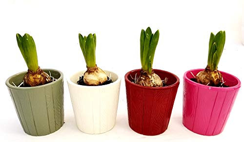 POWERS TO FLOWERS - SET 4 BULBI GIACINTO PROFUMATO ROSA, ROSSO, BIANCO E BLU, IN VASO CERAMICA, piante vere