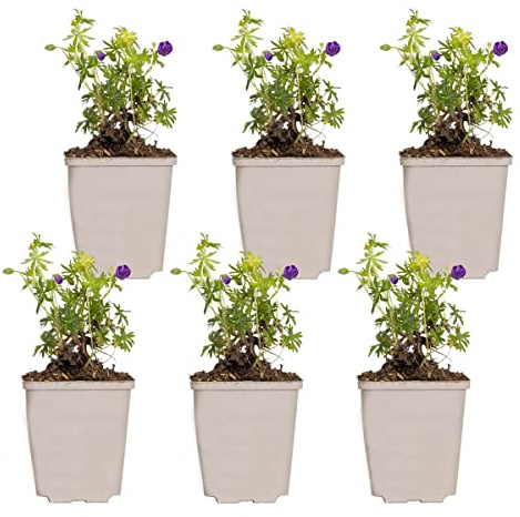 Bloomique - Set de 6 - Geranium sanguineum - Geranio (sanguíneo) - Resistente al frío - Altura 10-20 cm - Maceta 9x9 cm