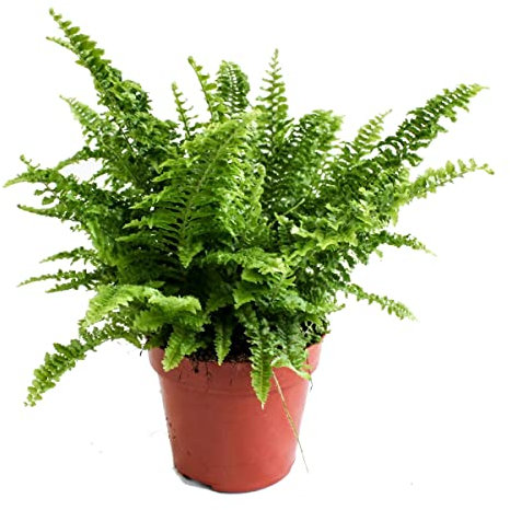 Helecho Anti Humedad Planta Natural muy Fácil de Cuidar