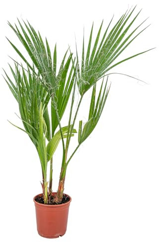 Bloomique - Washingtonia Robusta - Palmier éventail du Mexique - Palmier Rustique - Plantes de Jardin - 50-60 cm de Haut - Pot 14 cm