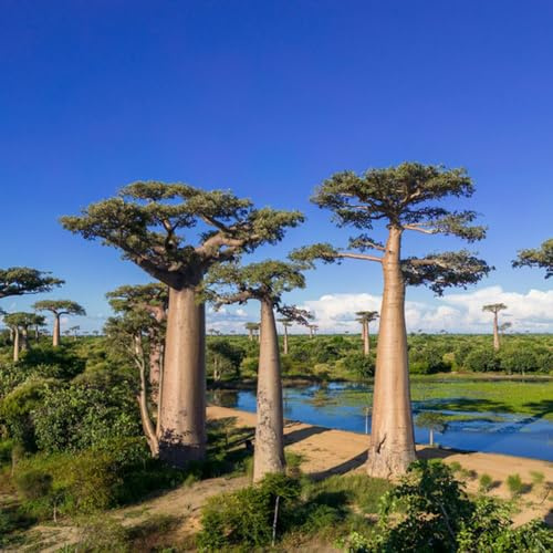 semillas de bonsais de baobab, árbol bonsái, regalos sostenibles semillas de plantas de árbol de baobab, semillas de árboles árboles jardín resistente Semillas orgánicas variedades 20pcs