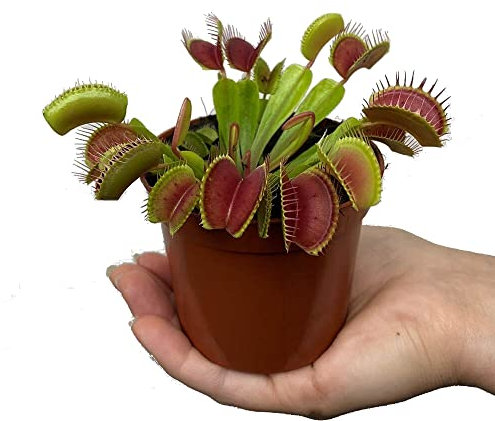 Venus Atrapamoscas - Dionaea Muscipula - Maceta 9cm - Planta viva - Envío 24 Horas