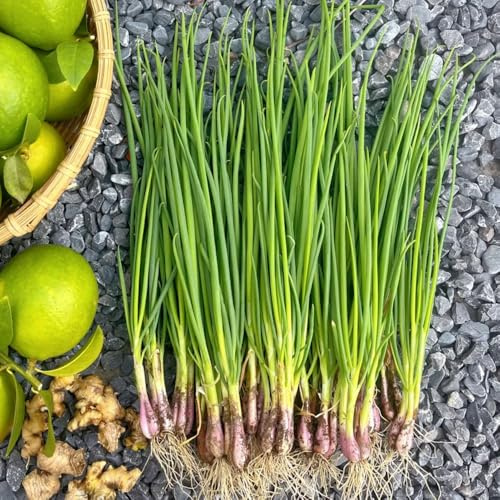 semillas de cebollino orgánico - jardín, para balcones, resistentes. 500pcs