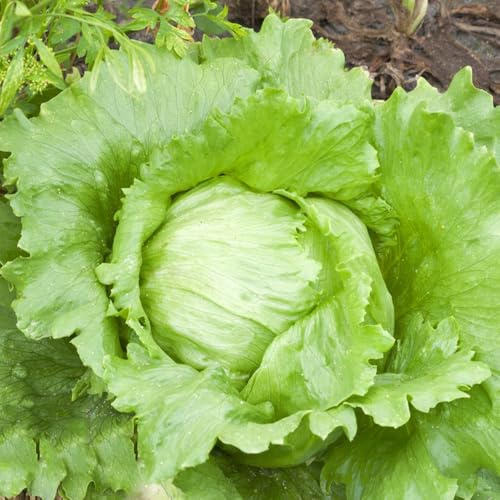 Semillas de lechuga iceberg, variedades antiguas de de invierno 300pcs