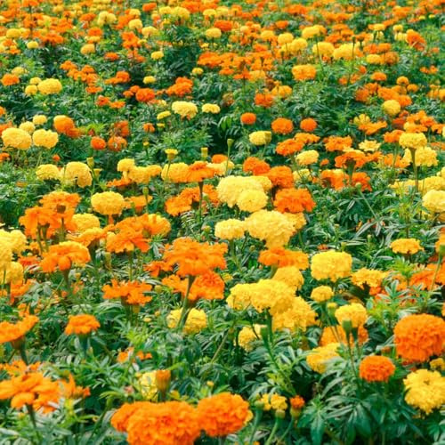 semi di calendula - giardino resistenti decorazione balcone vecchie varietà interno selvatici 650pcs