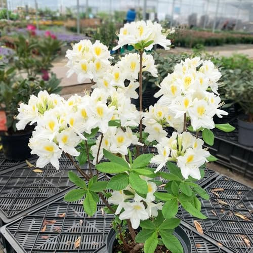 10 piezas semillas de rododendro - Las jardín resistentes decoracion jardín trepadoras son resistentes Las perennes