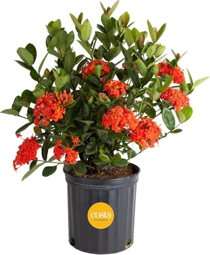 Costa Farms Live Ixora Plant Blooming Shrub in 10in. Pot, Grower's Choice Color Flowers - Houseplant for Garden & Home Decor - Indoor, Outdoor and Patio Plant