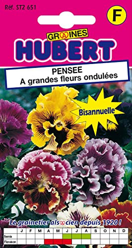 Graines de Pensée a grandes fleurs ondulées - 0,3 grammes
