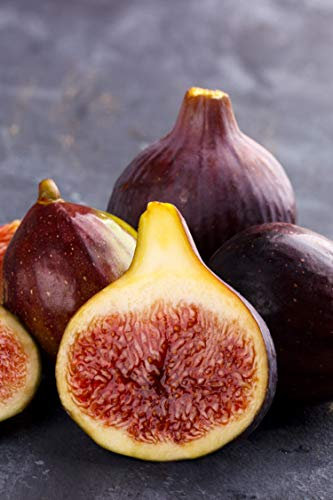 eGarden.store - Pianta vera di Fico o Fioreone o Ficus Carica diverse varietà 2 anni - Albero da frutta commestibile da coltivare in giardino o in vaso (Brogiotto Nero)