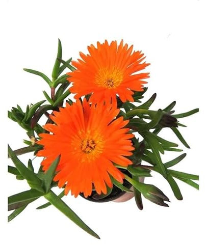 Mesen Natural Planta Rastrera Ideal para Tapizar el Exterior de la Casa