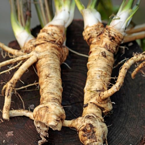 Semi di rafano biologico, semi di regali da giardino semi di antiche varietà 50pcs