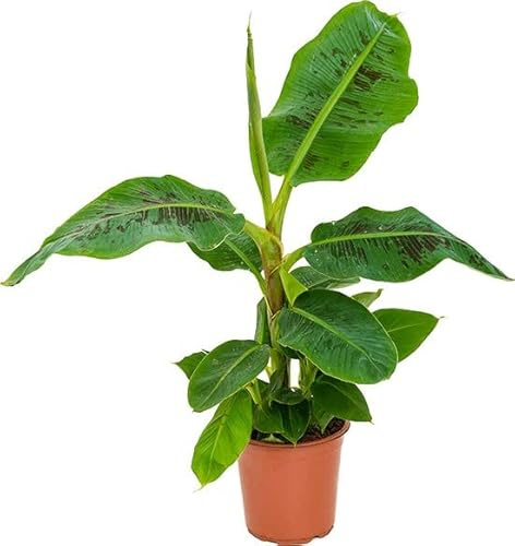 DECOALIVE Bananera Natural Árbol de Interior y Exterior