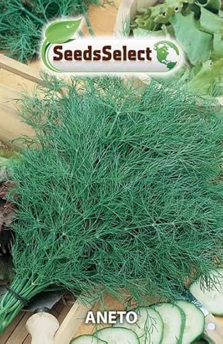 SEMI SEMENTI DI ANETO IN BUSTNA